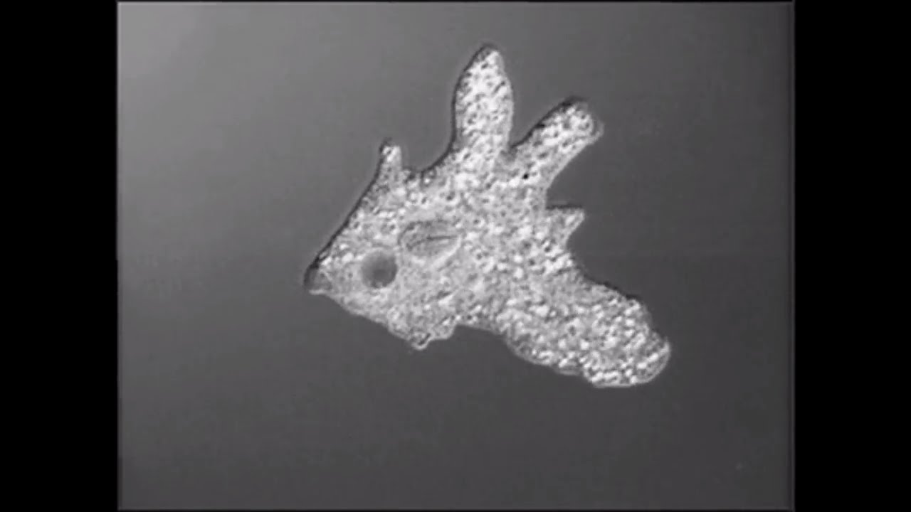 Detail Amoeba Dan Paramecium Nomer 19