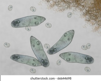 Detail Amoeba Dan Paramecium Nomer 22