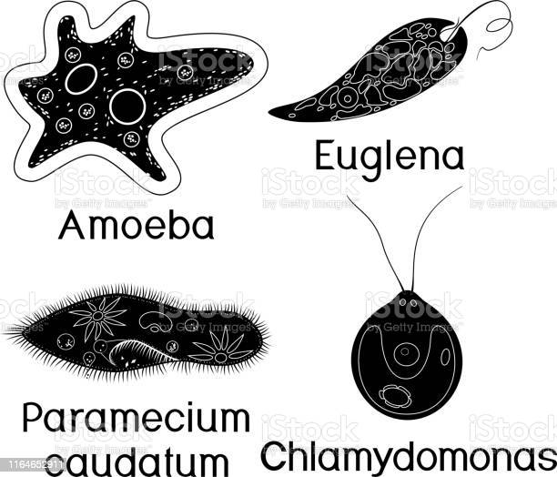 Detail Amoeba Dan Paramecium Nomer 23