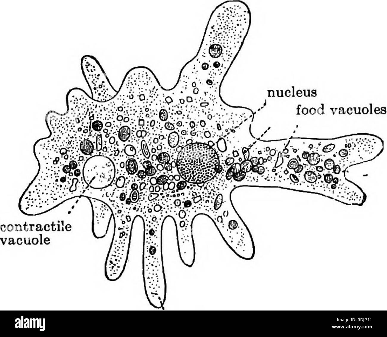 Detail Amoeba Dan Paramecium Nomer 25