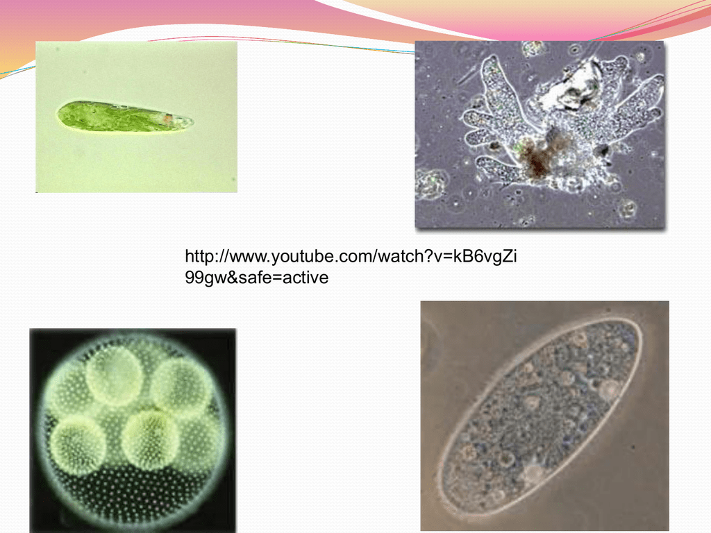 Detail Amoeba Dan Paramecium Nomer 27