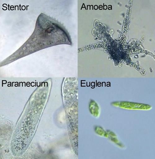 Detail Amoeba Dan Paramecium Nomer 28