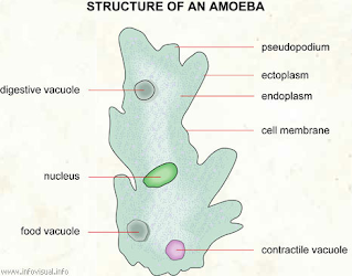 Detail Amoeba Dan Paramecium Nomer 31