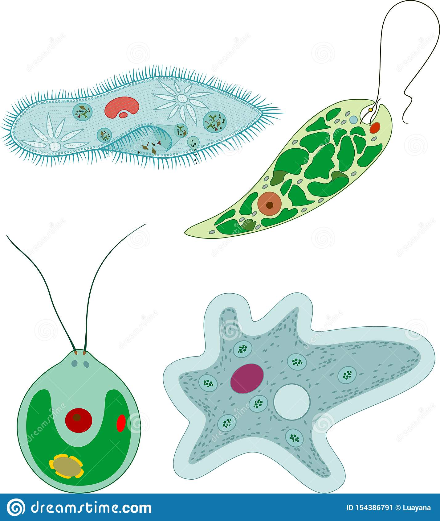 Detail Amoeba Dan Paramecium Nomer 32