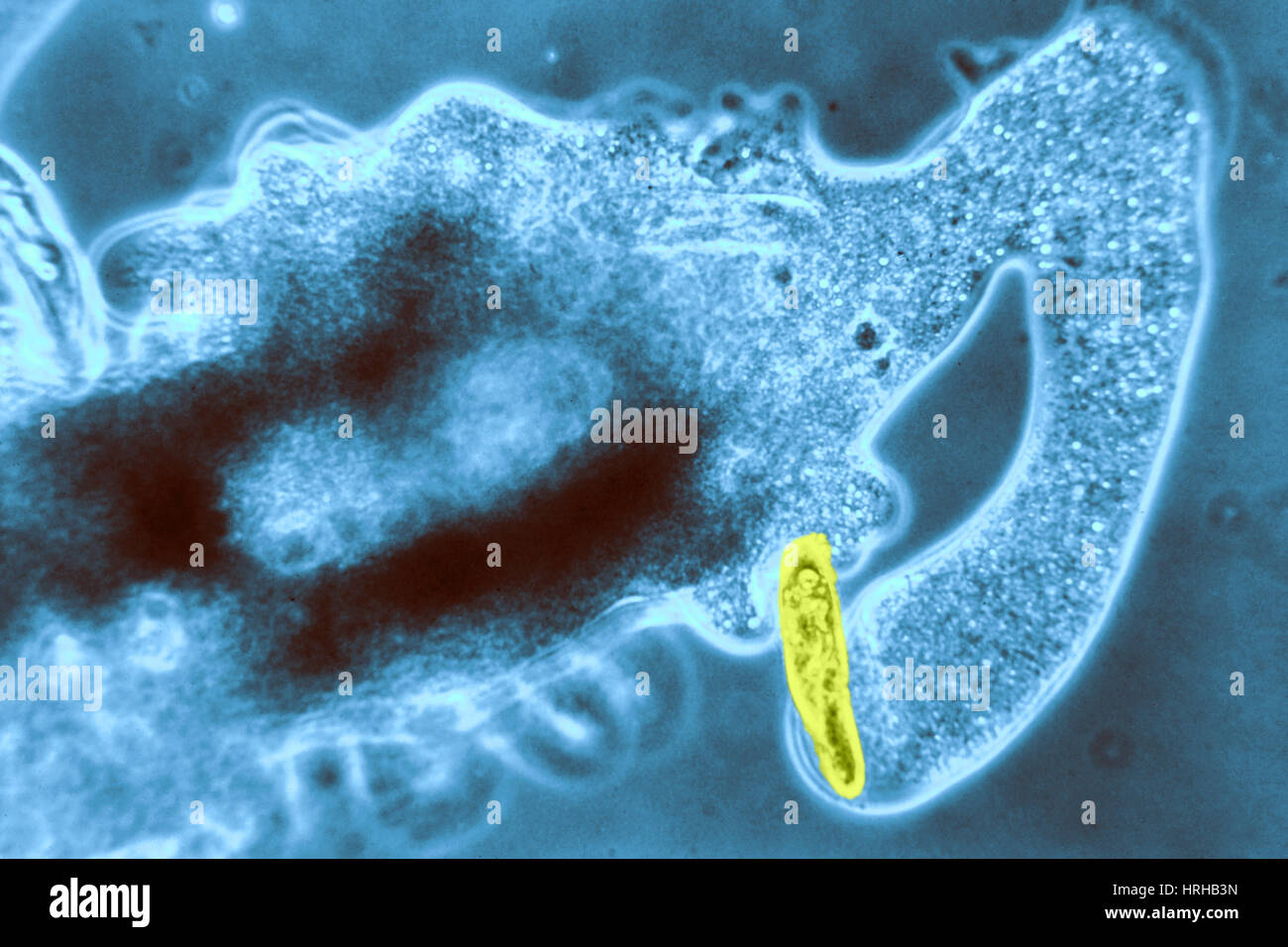 Detail Amoeba Dan Paramecium Nomer 33