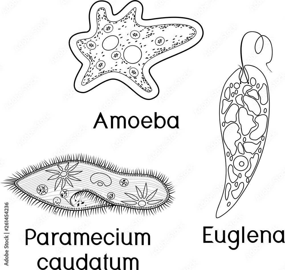 Detail Amoeba Dan Paramecium Nomer 4