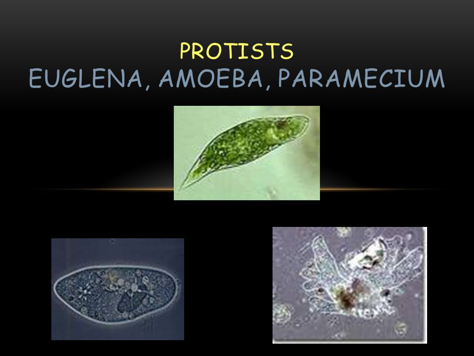 Detail Amoeba Dan Paramecium Nomer 34