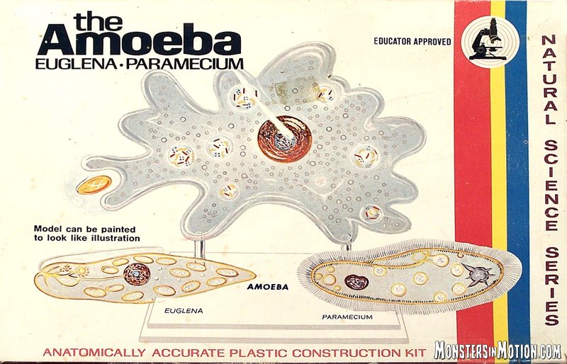 Detail Amoeba Dan Paramecium Nomer 38