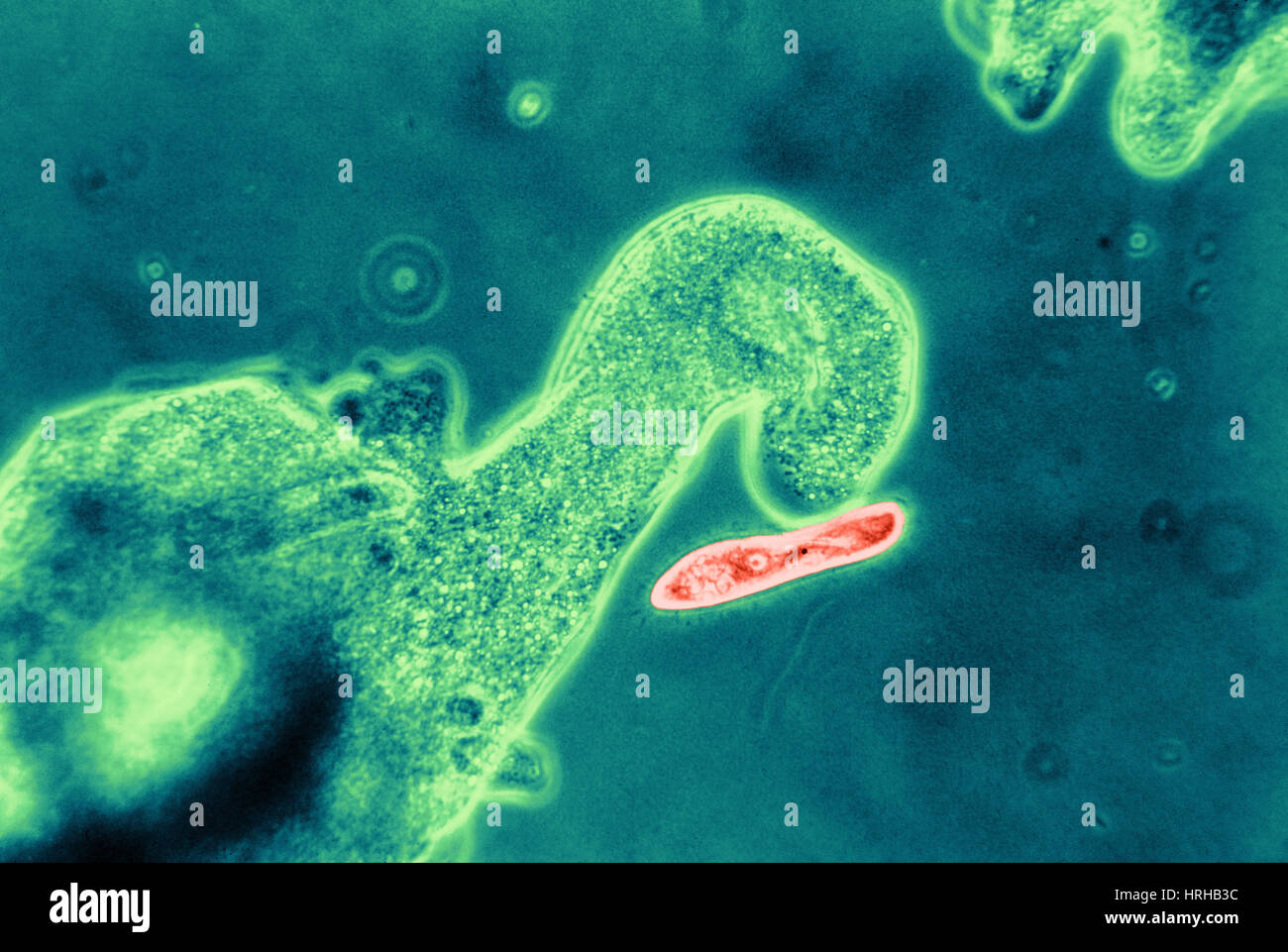 Detail Amoeba Dan Paramecium Nomer 40