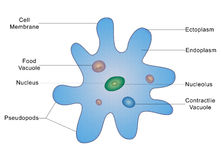 Detail Amoeba Dan Paramecium Nomer 44