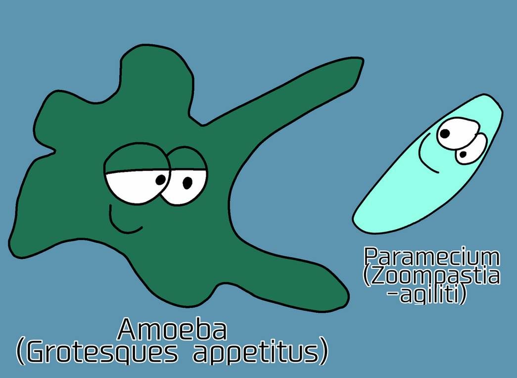 Detail Amoeba Dan Paramecium Nomer 47