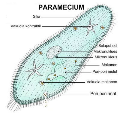 Detail Amoeba Dan Paramecium Nomer 6