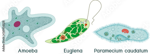 Detail Amoeba Dan Paramecium Nomer 7