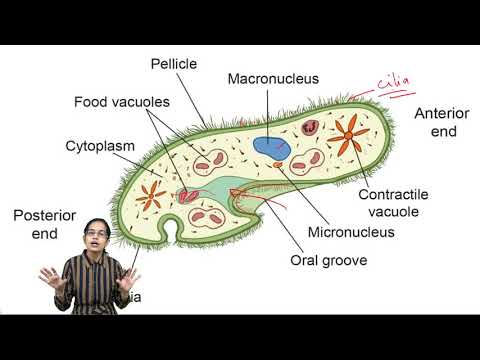 Detail Amoeba Dan Paramecium Nomer 8