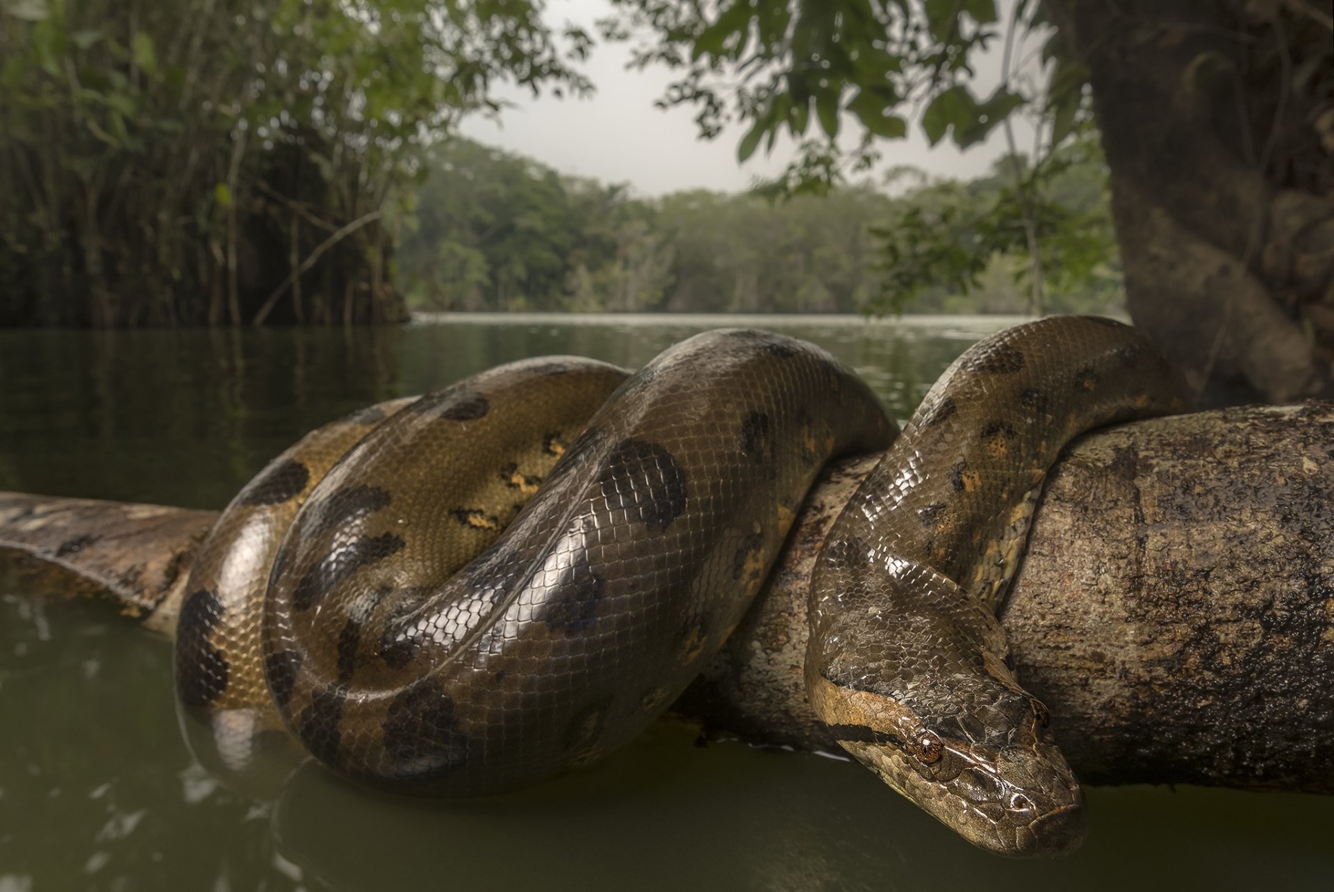 Anaconda Background - KibrisPDR