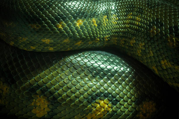 Detail Anaconda Background Nomer 3