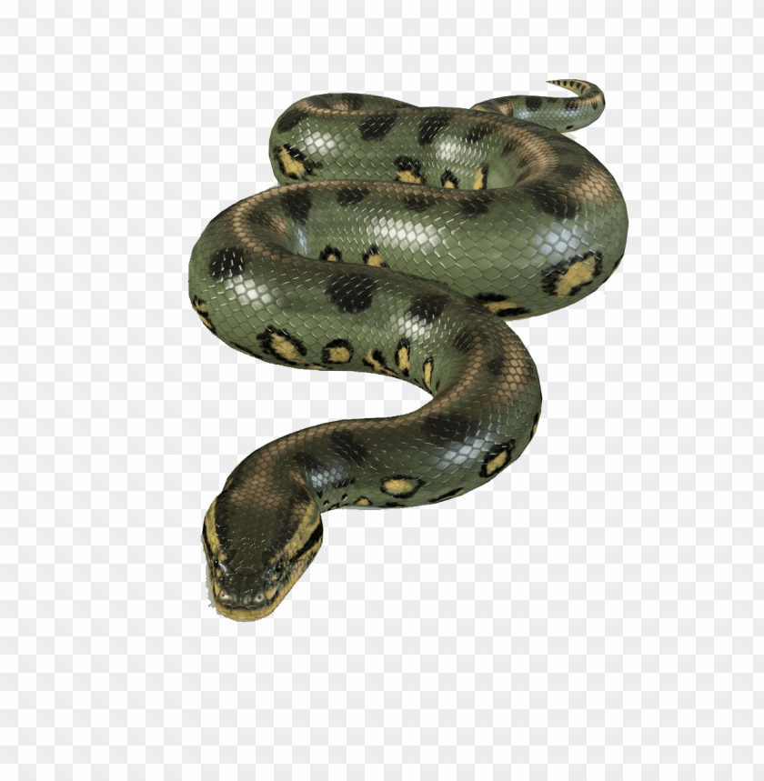 Detail Anaconda Background Nomer 37