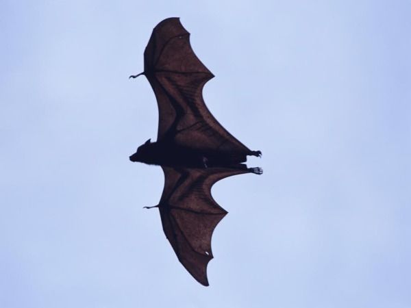 Detail Anaconda Bats Nomer 40