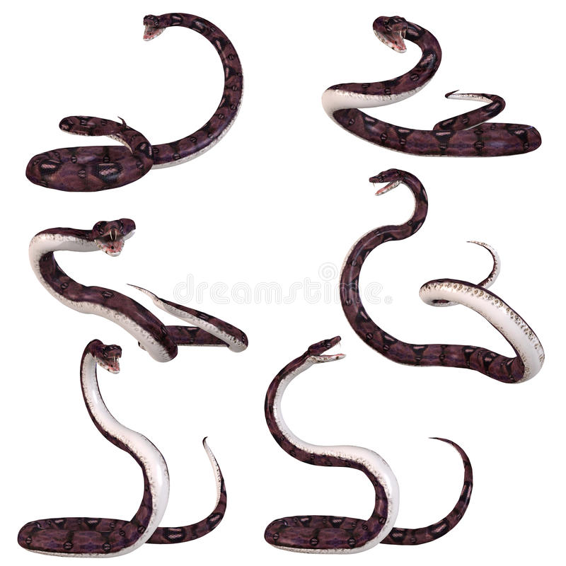 Detail Anaconda Clip Art Nomer 38