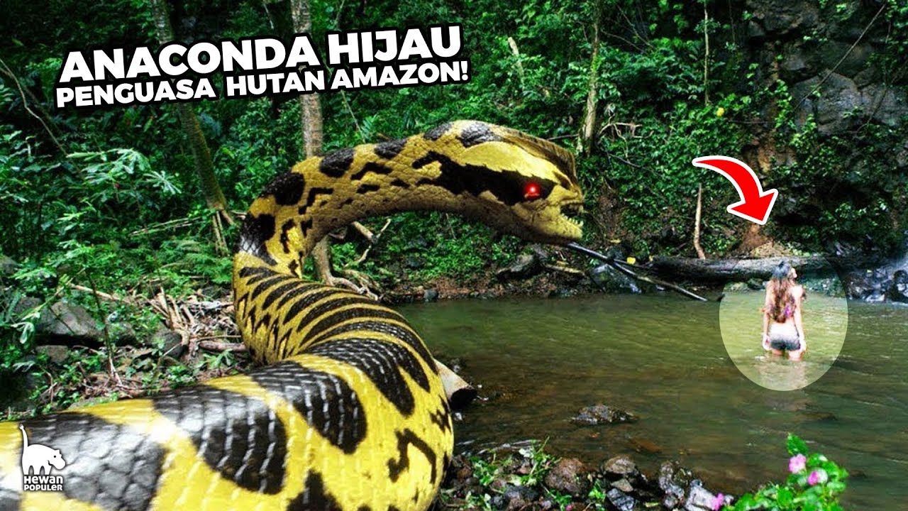 Detail Anaconda Hijau Amazon Nomer 7