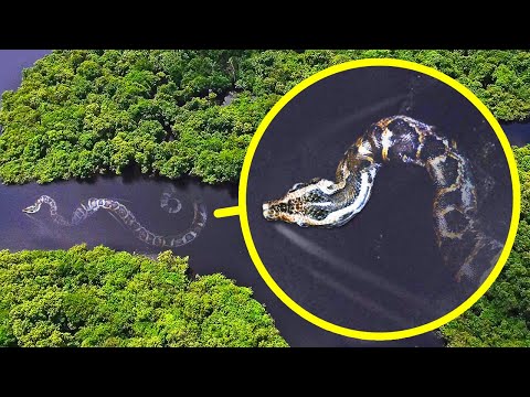 Detail Anaconda Hijau Amazon Nomer 8