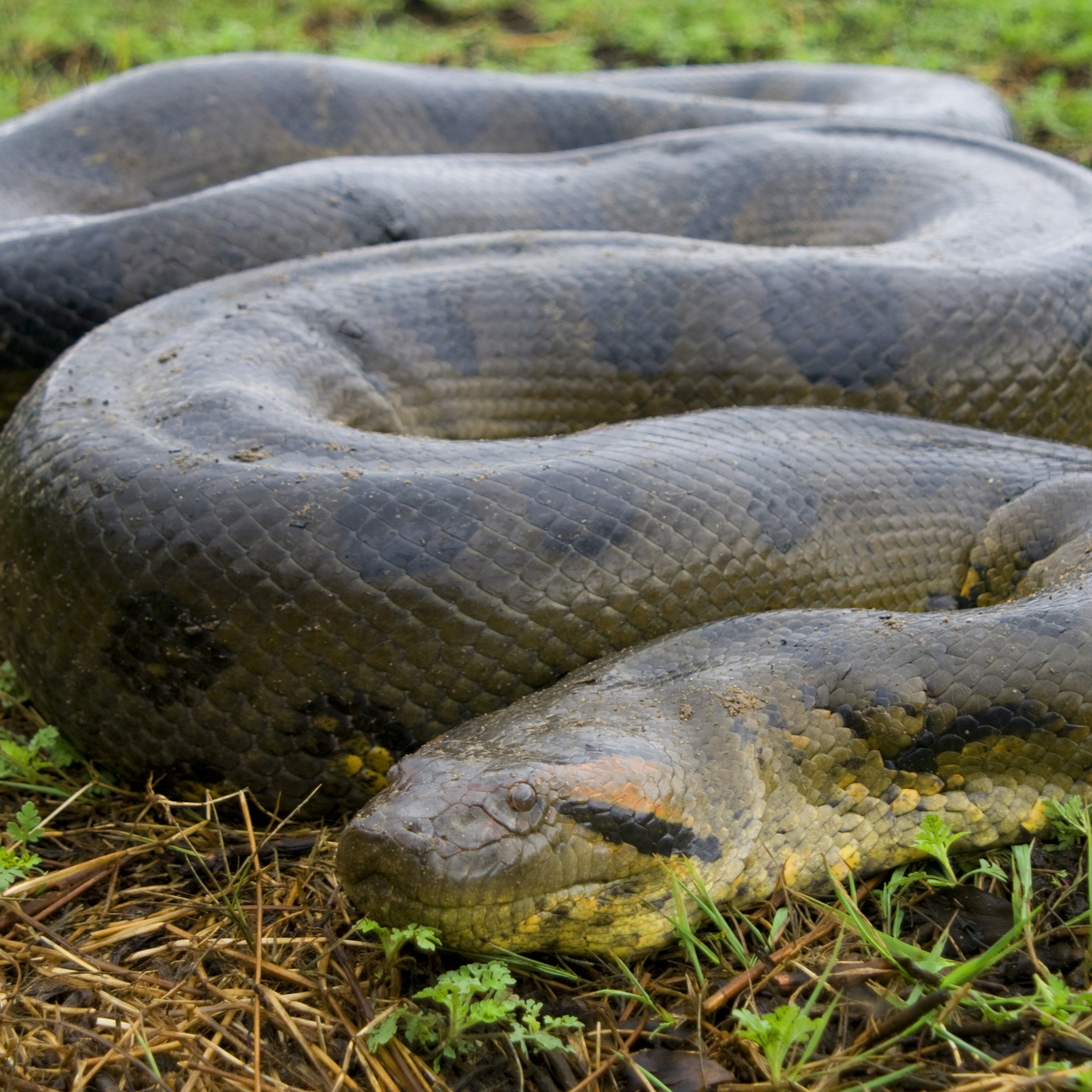 Anaconda Snake Images - KibrisPDR