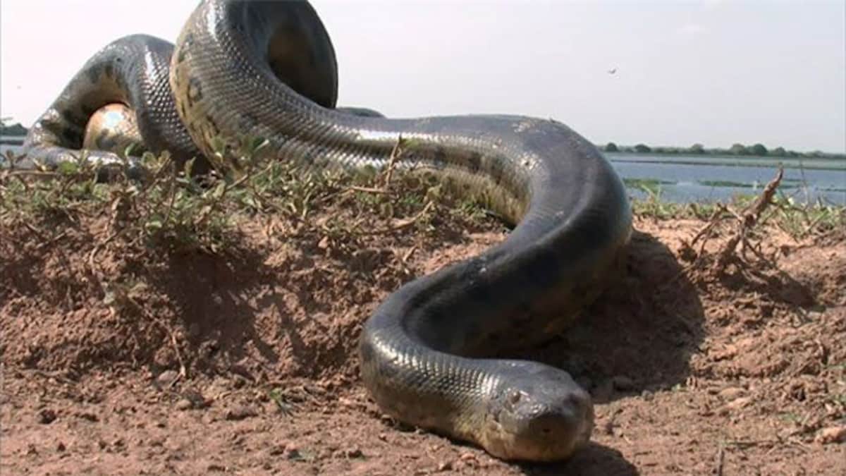 Detail Anaconda Snake Images Nomer 20