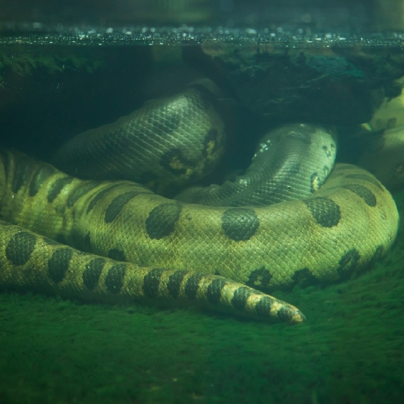 Detail Anaconda Snake Images Nomer 3