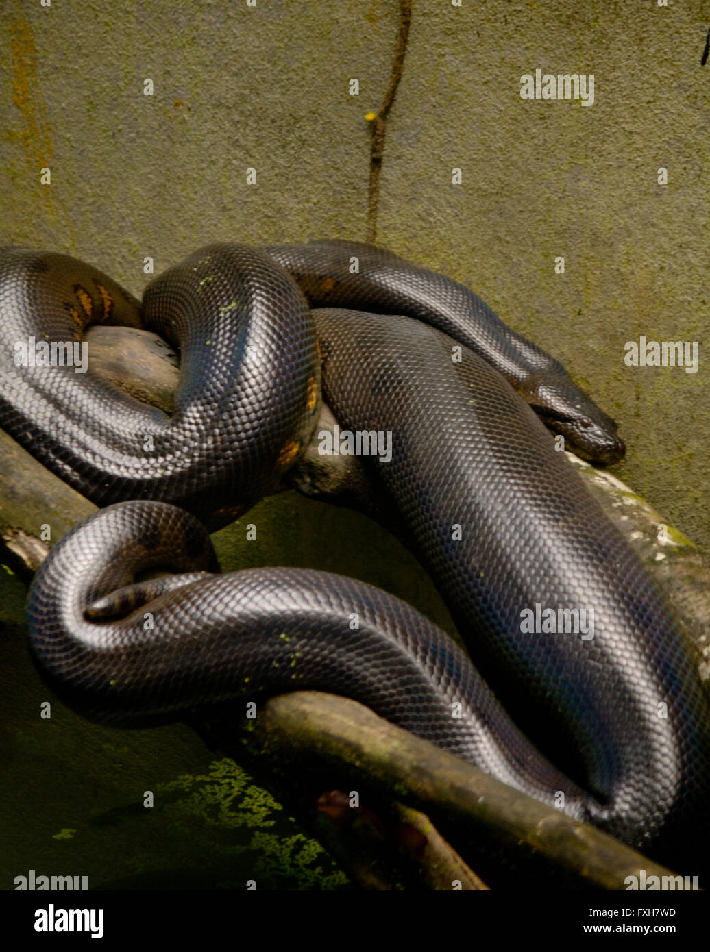 Detail Anaconda Snake Images Nomer 47