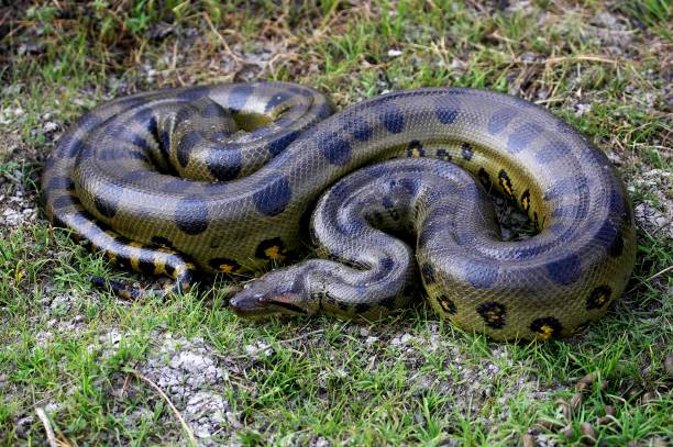 Detail Anaconda Snake Images Nomer 54