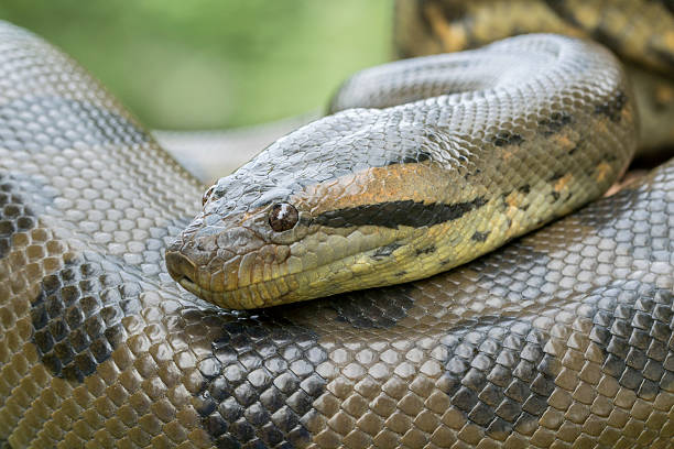 Anaconda Snake Photo Gallery - KibrisPDR