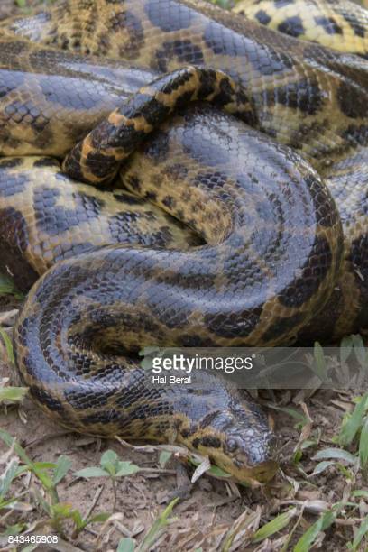 Detail Anaconda Snake Photo Gallery Nomer 14