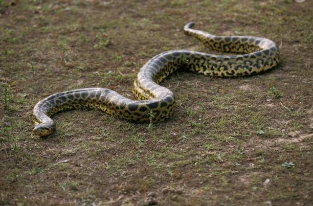 Detail Anaconda Snake Photo Gallery Nomer 17