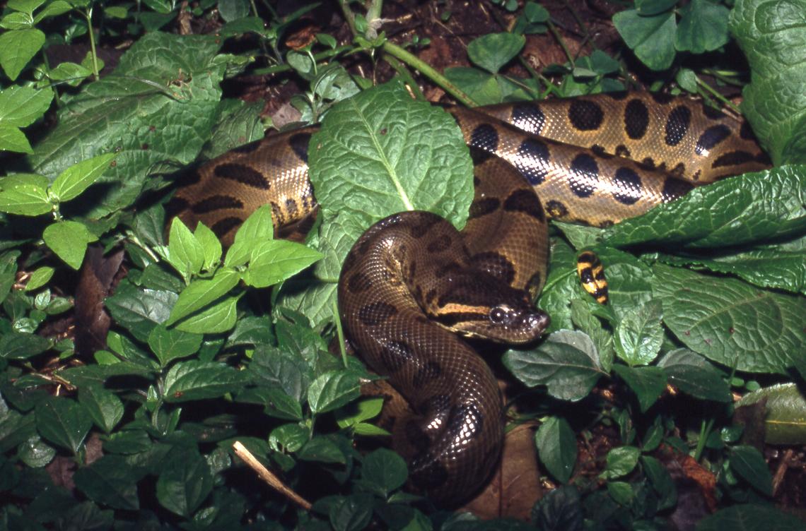 Detail Anaconda Snake Photo Gallery Nomer 19