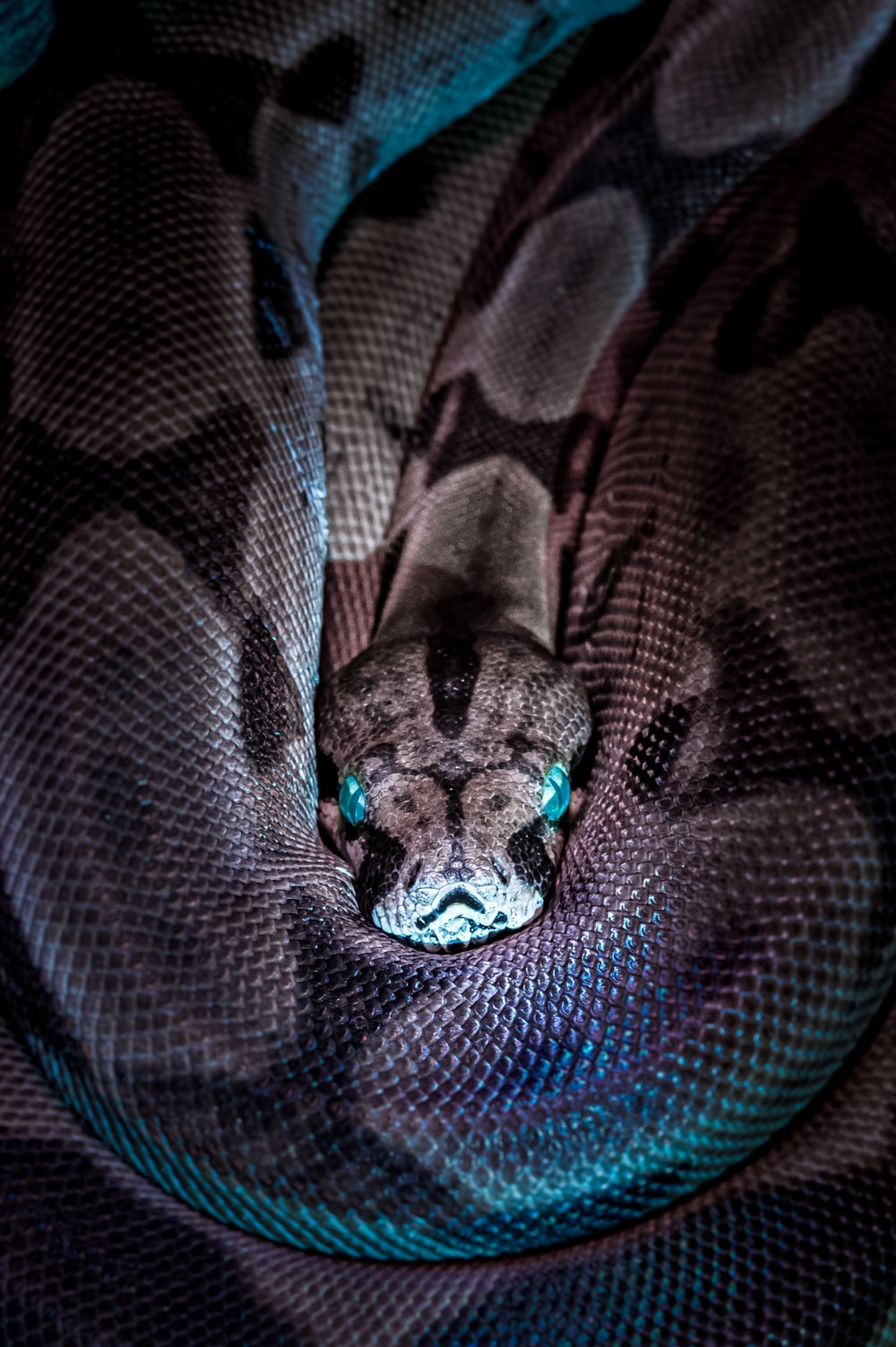 Detail Anaconda Snake Photo Gallery Nomer 21