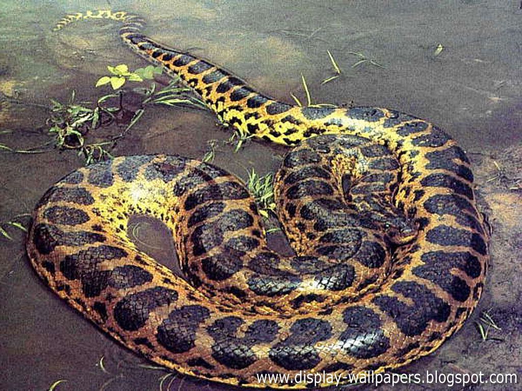 Detail Anaconda Snake Photo Gallery Nomer 29