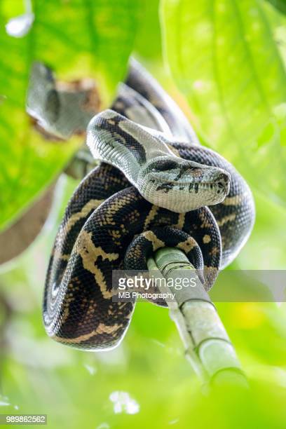 Detail Anaconda Snake Photo Gallery Nomer 33
