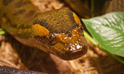 Detail Anaconda Snake Photo Gallery Nomer 38