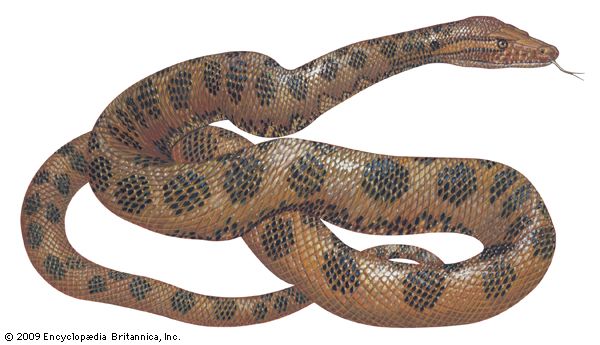 Detail Anaconda Snake Photo Gallery Nomer 57