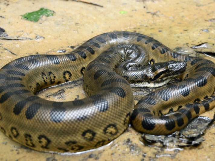 Detail Anaconda Snake Pic Nomer 13