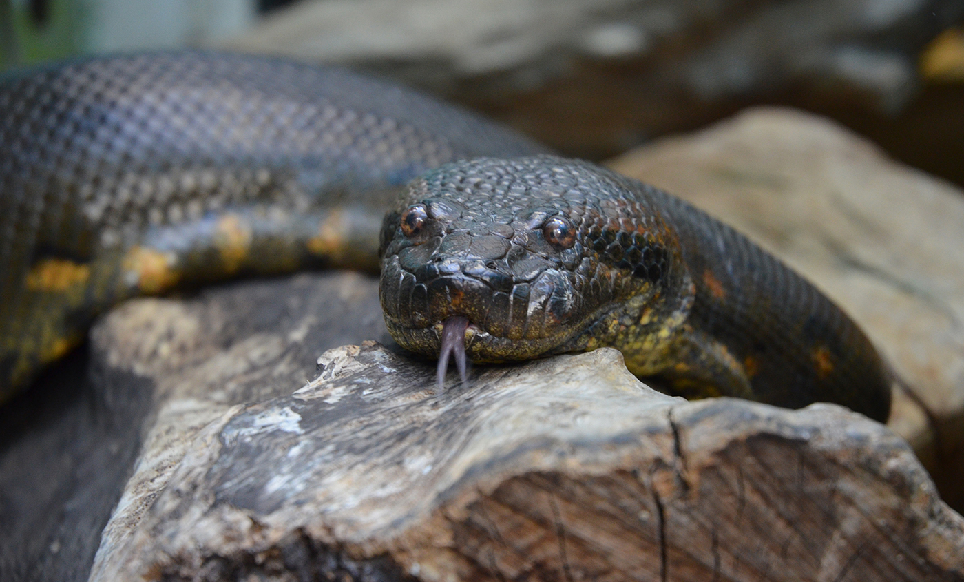 Detail Anaconda Snake Pic Nomer 22