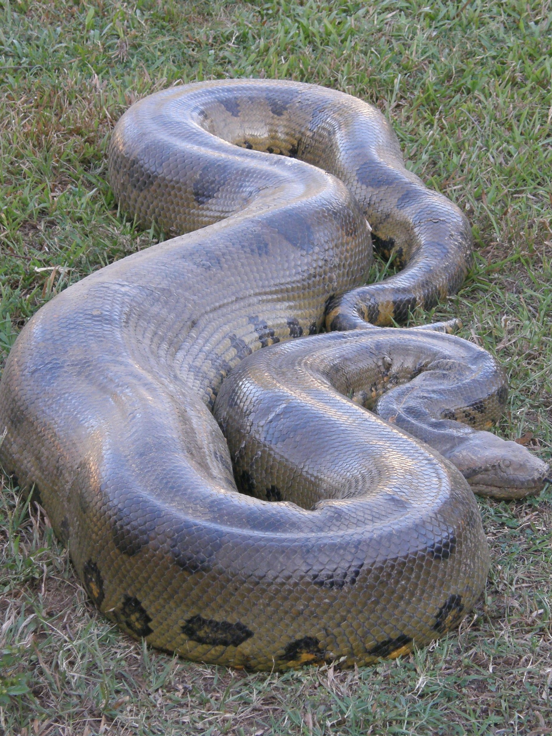 Detail Anaconda Snake Pic Nomer 4