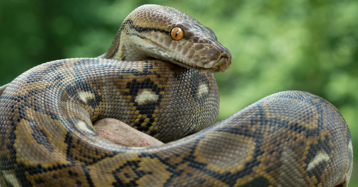 Detail Anaconda Snake Pic Nomer 34