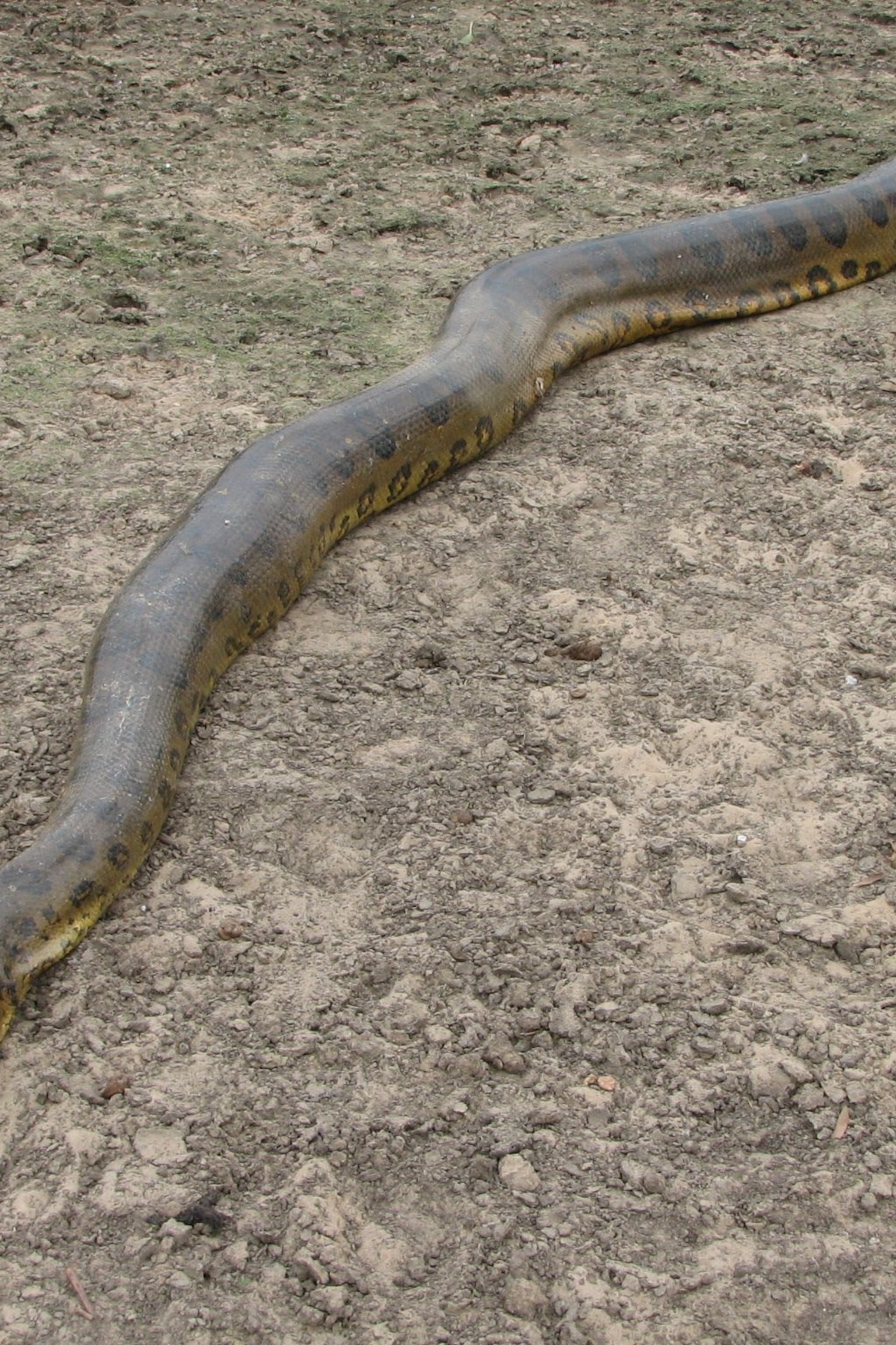 Detail Anaconda Snake Pic Nomer 35