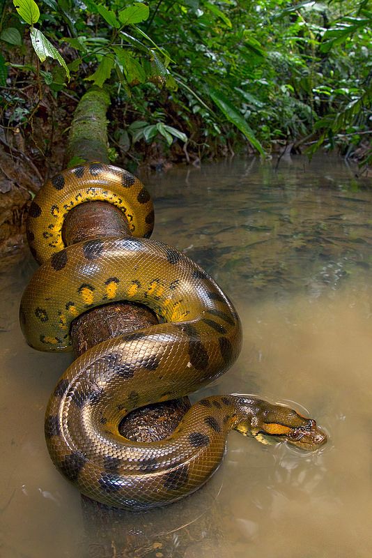 Detail Anaconda Snake Pic Nomer 5