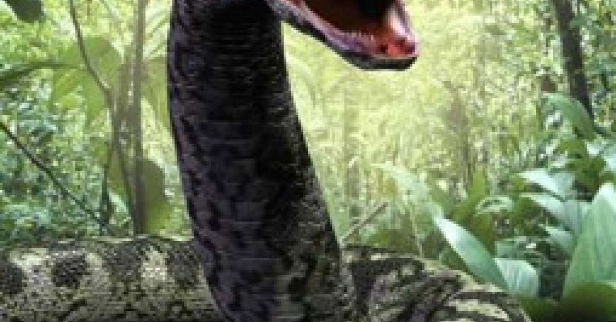 Detail Anaconda Snake Pic Nomer 40