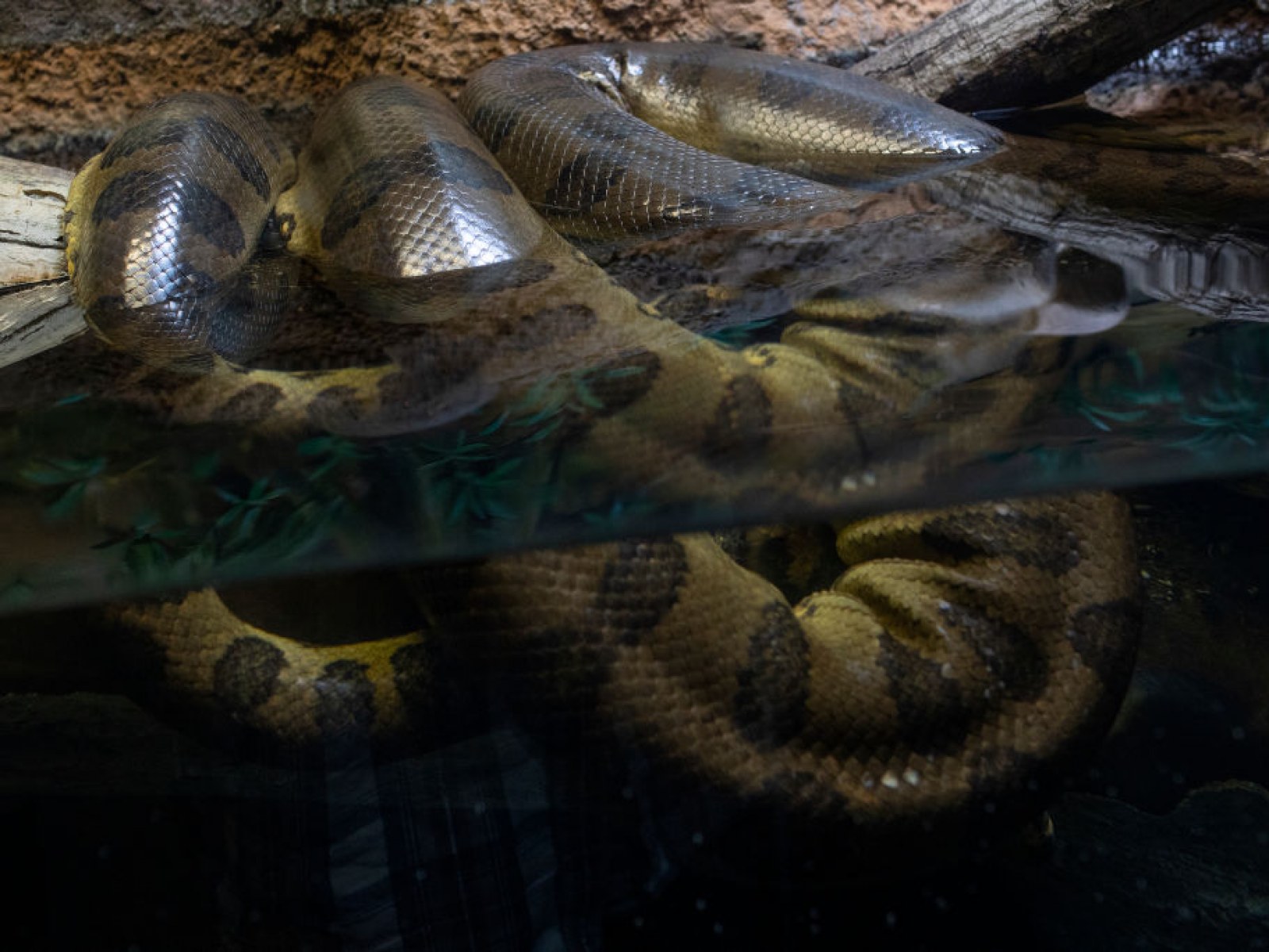 Detail Anaconda Snake Pic Nomer 49