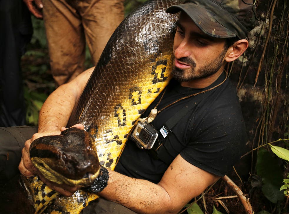 Detail Anaconda Snake Pics Nomer 25