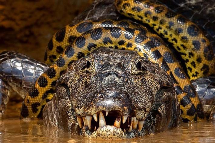 Detail Anaconda Snake Pics Nomer 41