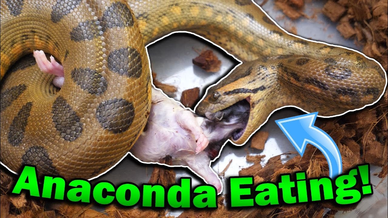 Detail Anaconda Snake Pics Nomer 48